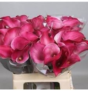ΚΑΛΛΑ ΡΟΖ ΣΚΟΥΡΟ 60εκ. CALLA PINK JEWEL 60cm.